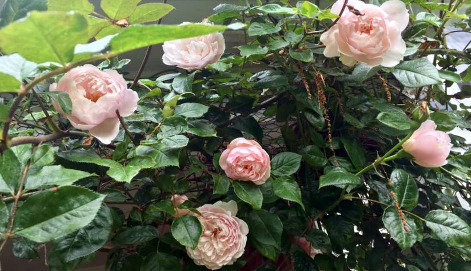 18739766_1554620284550917_669259754436425813_n