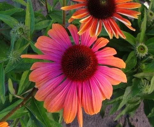 62505322_2346912585551905_25168263541424128_n