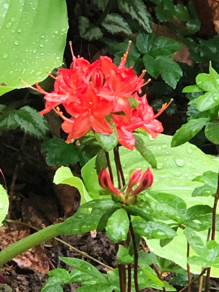 even in the rain, beauty (no other words needed) the nightgown gardener