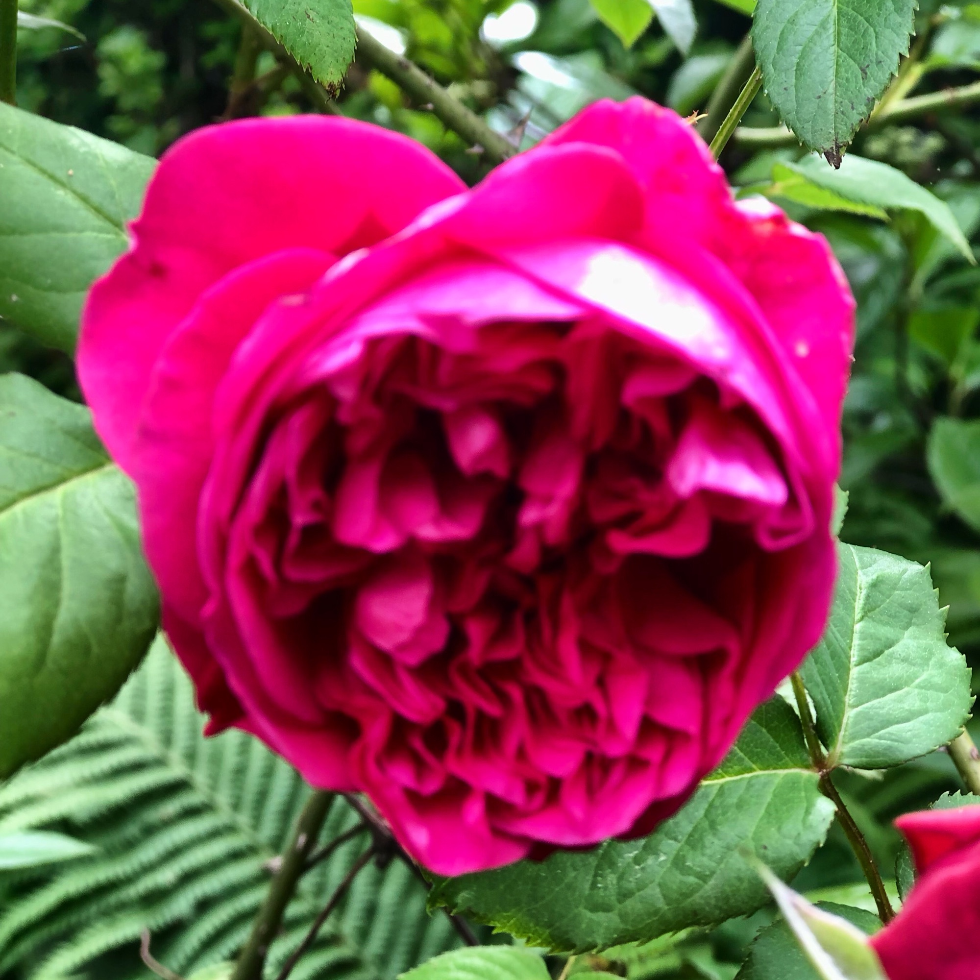 let’s talk roses – the nightgown gardener