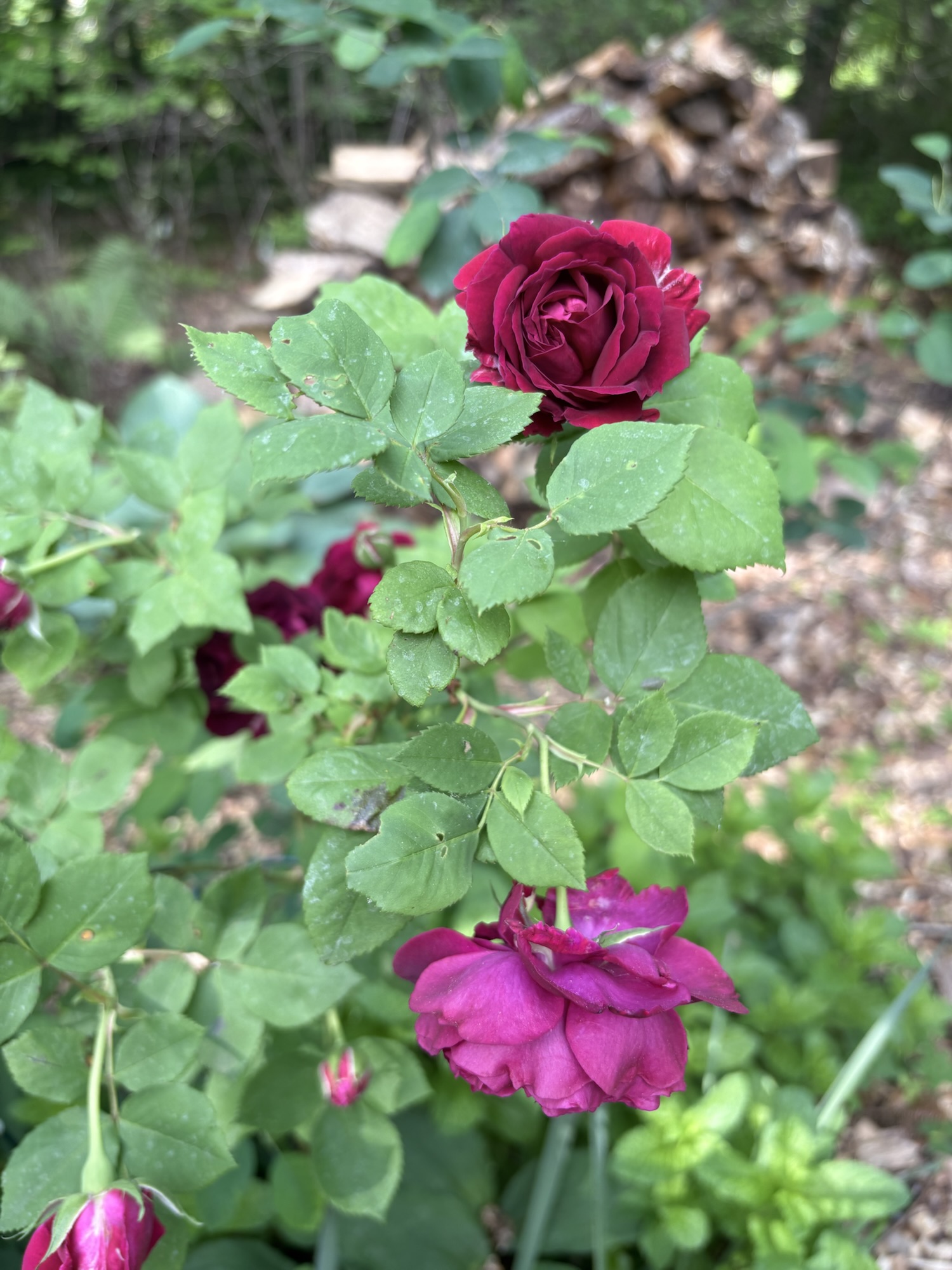 do we have to plant all natives and not all “native roses” were created ...