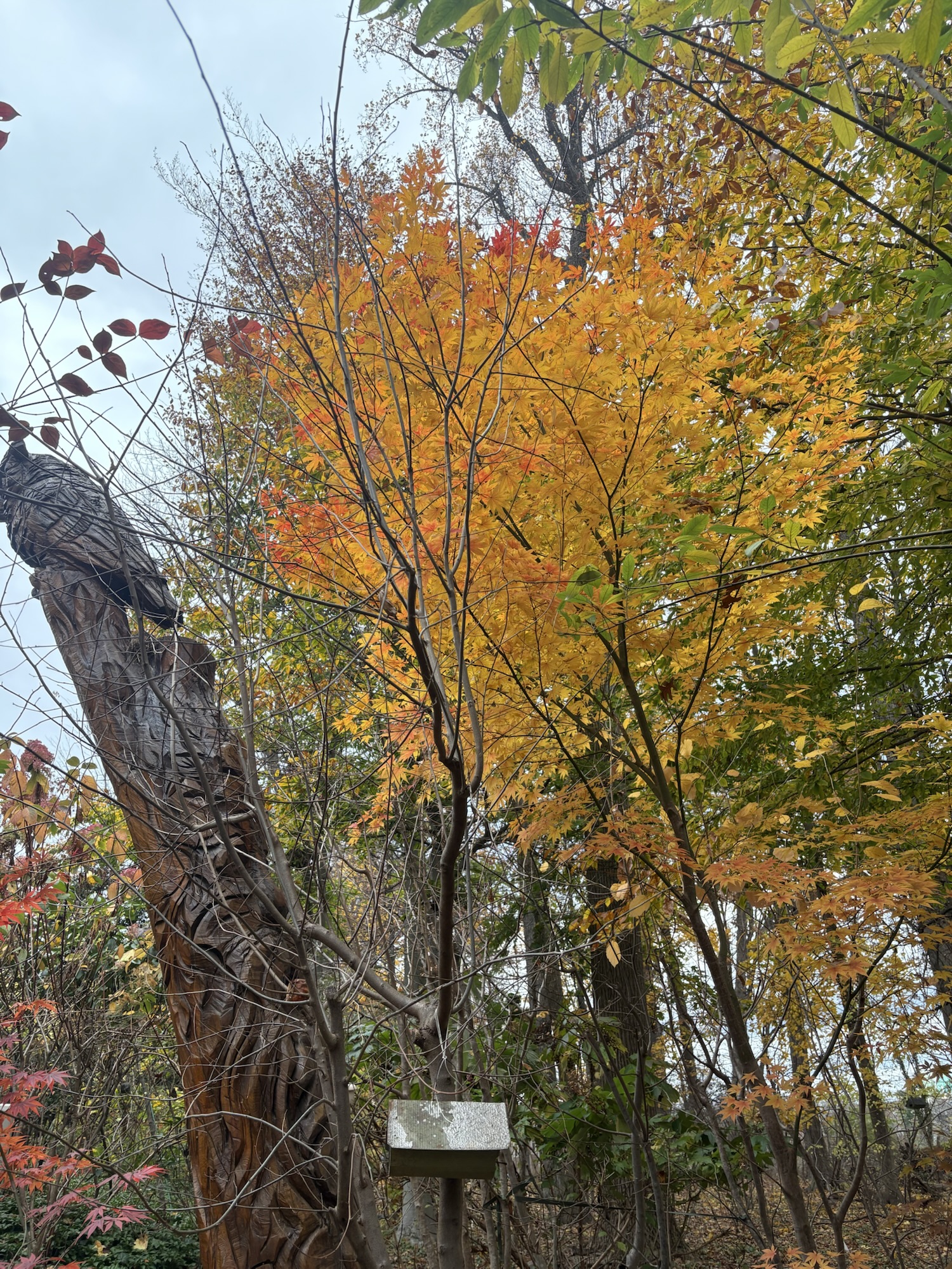 november brings changes and other thoughts – the nightgown gardener