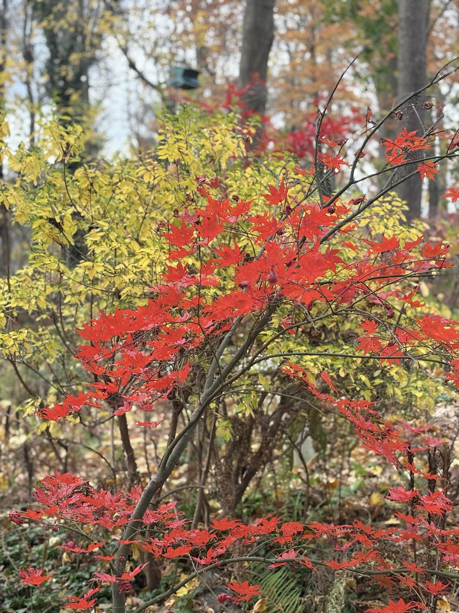 november brings changes and other thoughts – the nightgown gardener